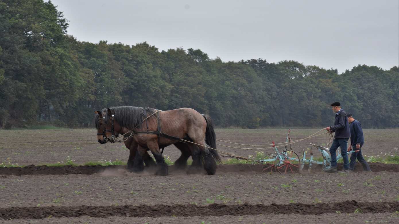 Dag van het Ploegpaard en Orveltermarkt op 19 oktober