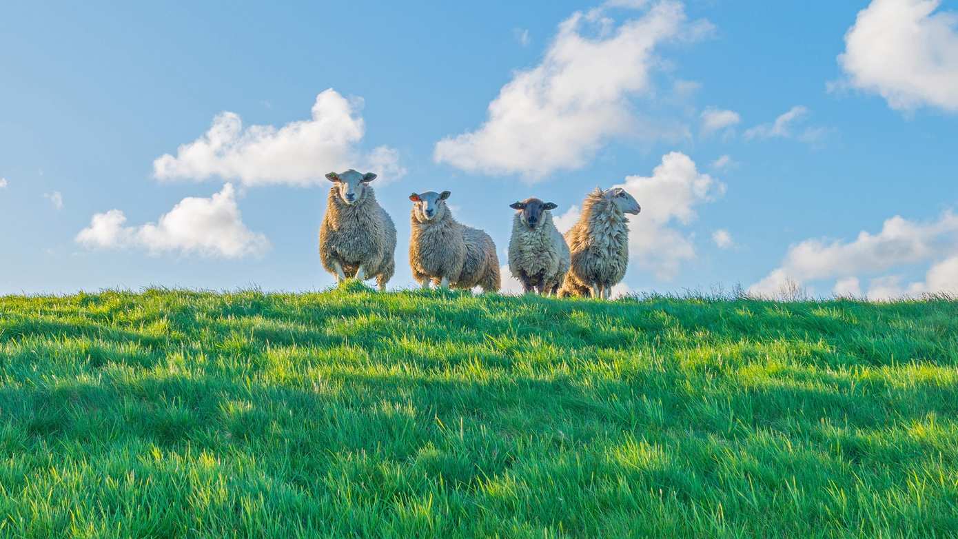 Winterstop voor schapen op de dijk 