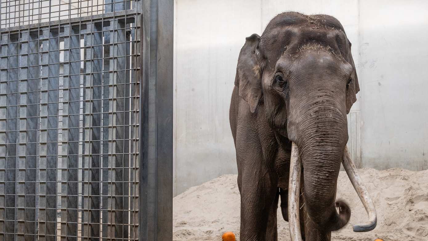 Tweede olifantenstier arriveert bij kudde WILDLANDS