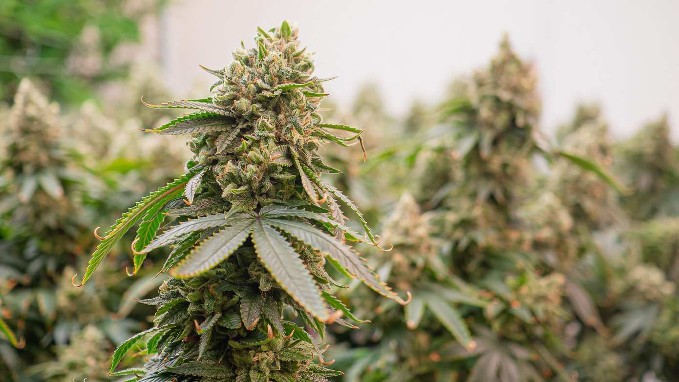 Burgemeester Hoogeveen trekt coffeeshopvergunning Grote Kerkstraat in na meerdere bezwaren