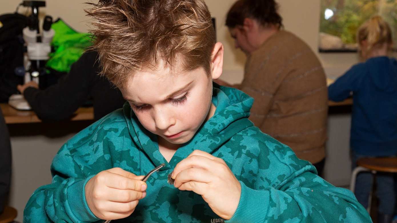 Braakballen pluizen voor jonge onderzoekers bij Buitencentrum Drents-Friese Wold
