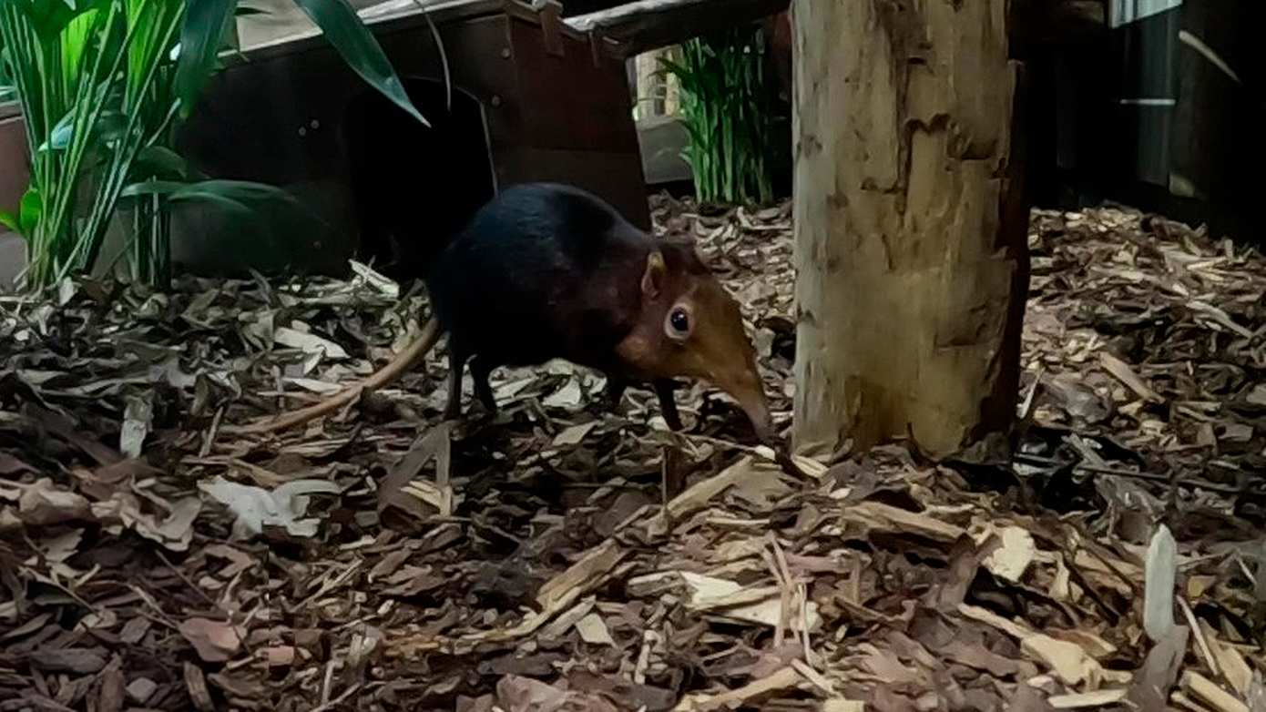 Zeldzame slurfhondjes nieuw in WILDLANDS