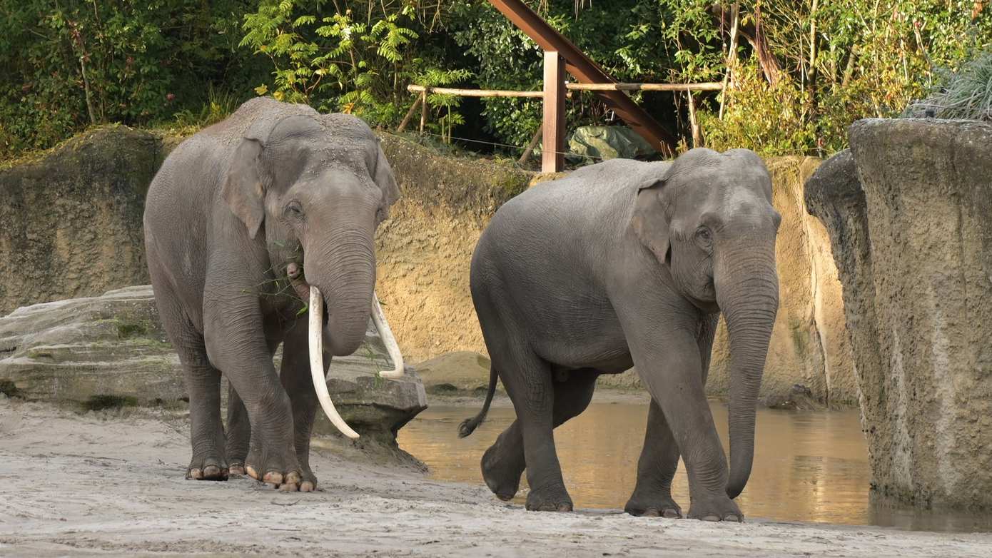 WILDLANDS behoudt sterke bezoekersaantallen