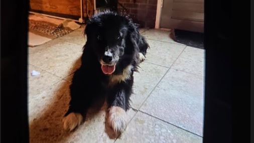 Politie zoekt eigenaar van gevonden hond in Borger
