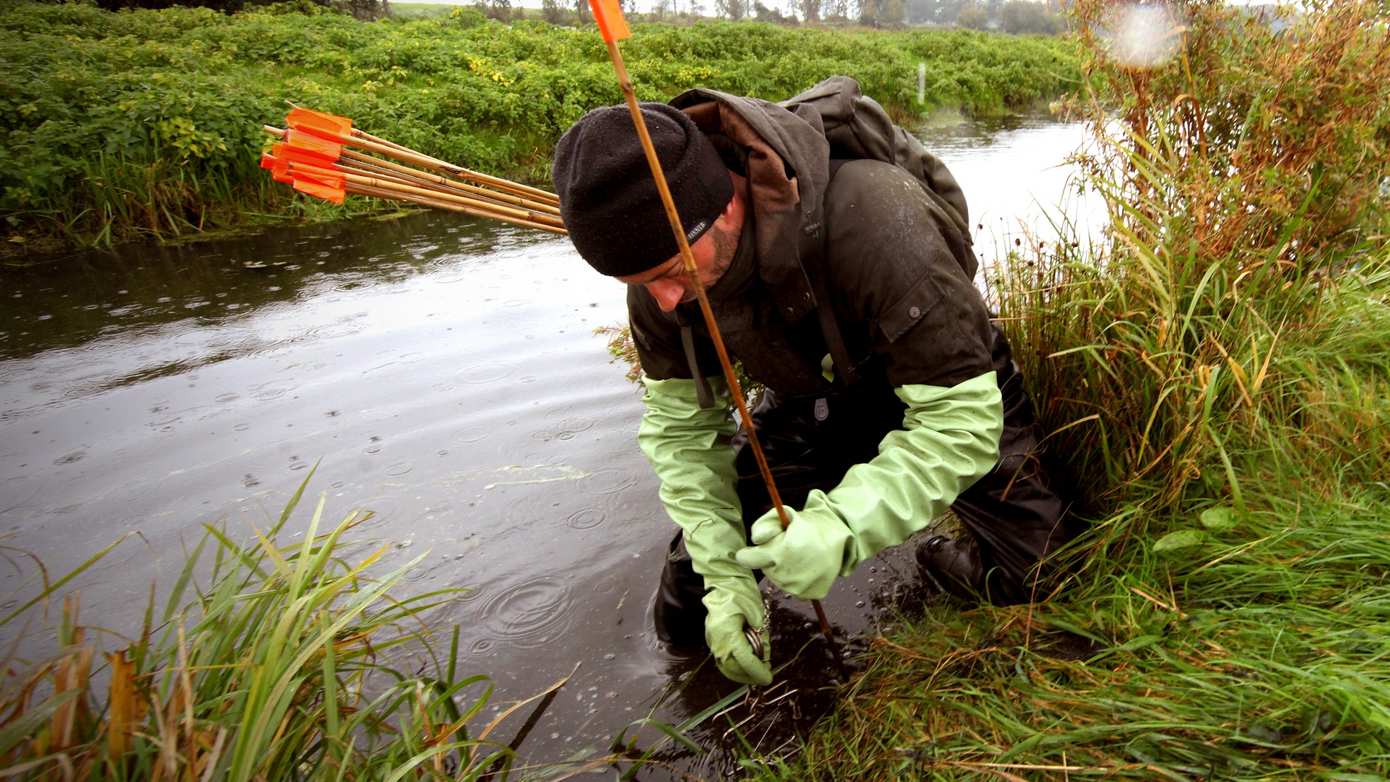 Meer muskus- en beverratten gevangen langs Duitse grens Noordoost-Nederland