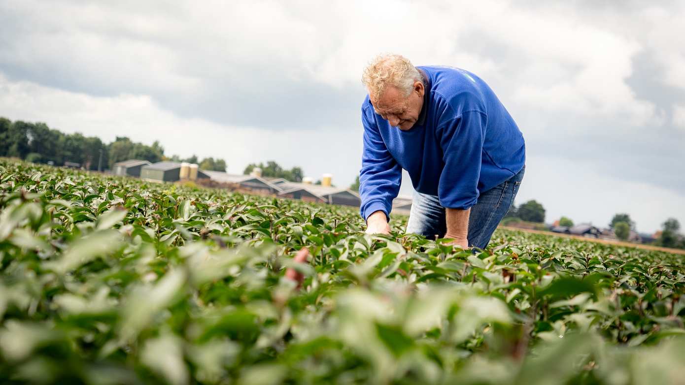 Drentse lelietelers verduurzamen lelieteelt: grote stappen naar schonere teelt
