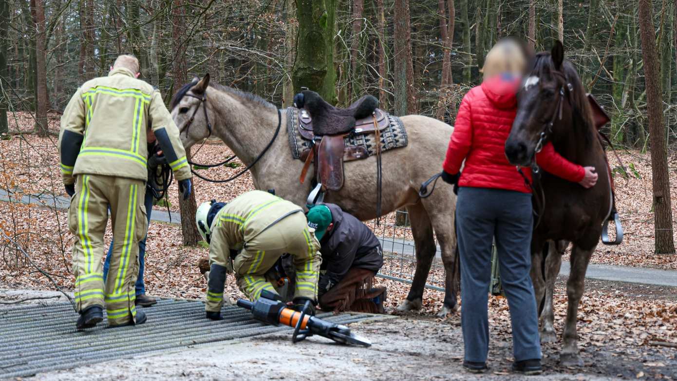 Paard vast in wildrooster in bos langs de Spieringerweg