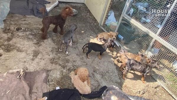 Drentse Fokker op Hongaarse opsporingslijst gaat door met hondenhandel