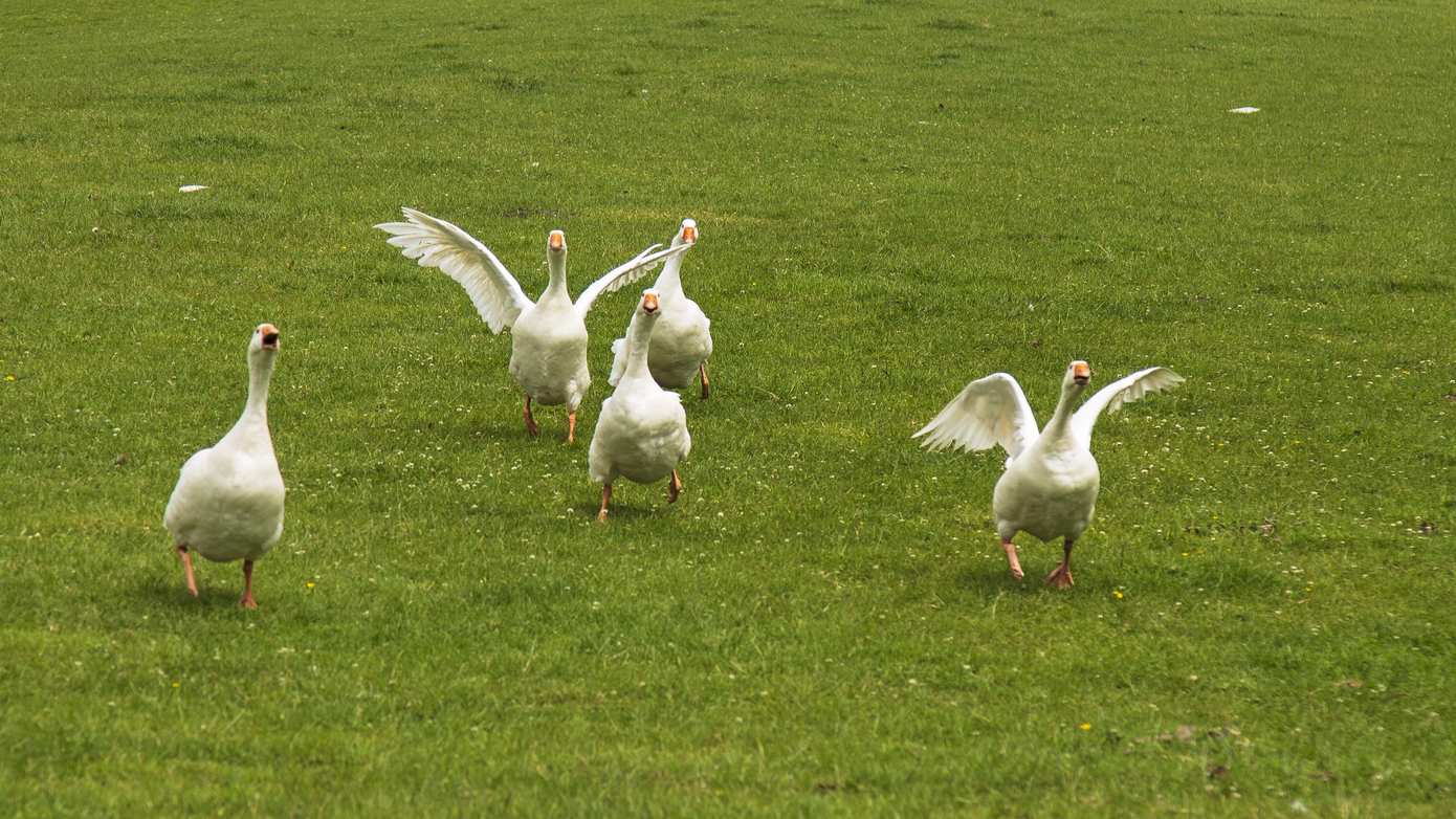 Gemeente Emmen neemt maatregelen tegen ganzenoverlast