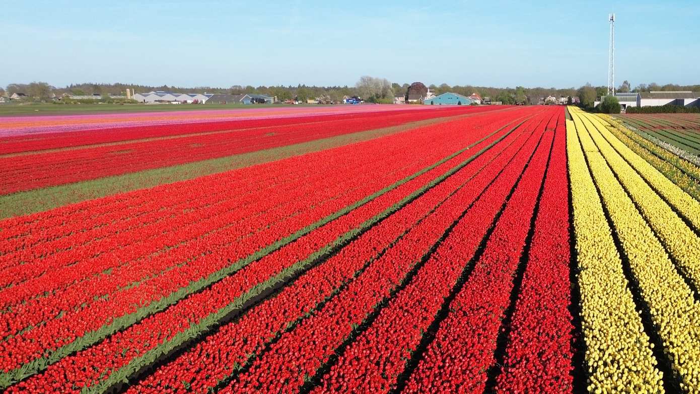 Vrijdag en zaterdag tulpenpracht bij nacht langs meerdere Drentse dorpen