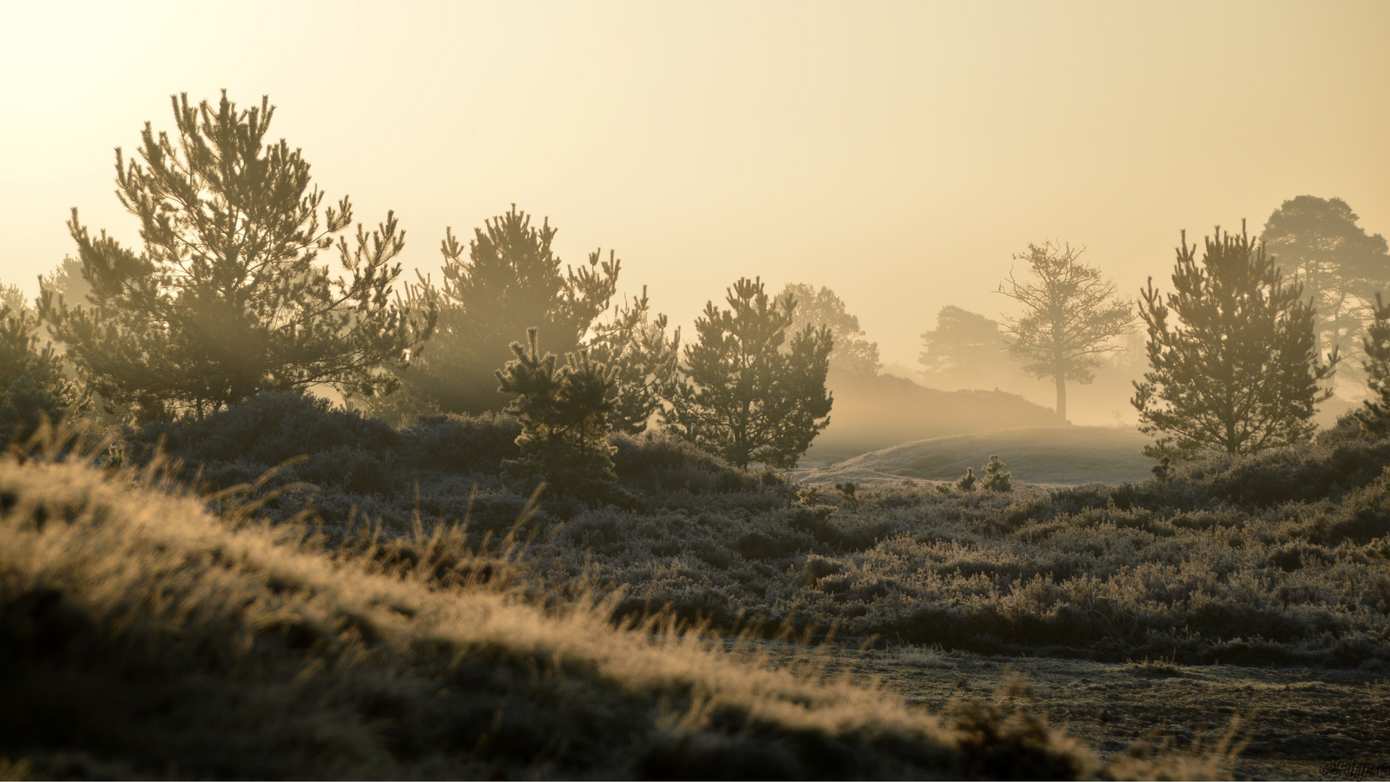Dauwtrappen op Hemelvaartsdag in het Drents-Friese Wold