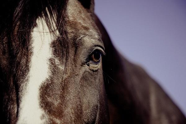 Eis: tien jaar geen runderen voor boer uit Wanneperveen