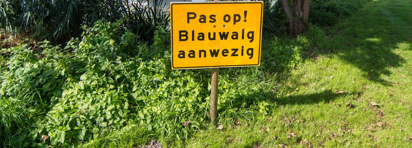 Waarschuwing voor onvoldoende waterkwaliteit in zwemplas Hunzedal vanwege blauwalgen