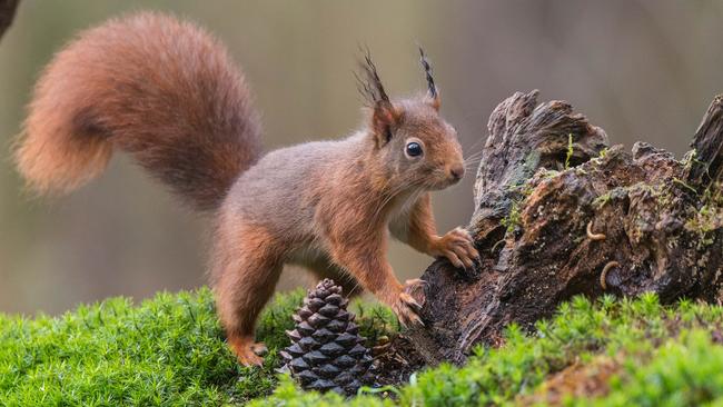 Nieuwe BOS(B)ODE in de Oosterduinen